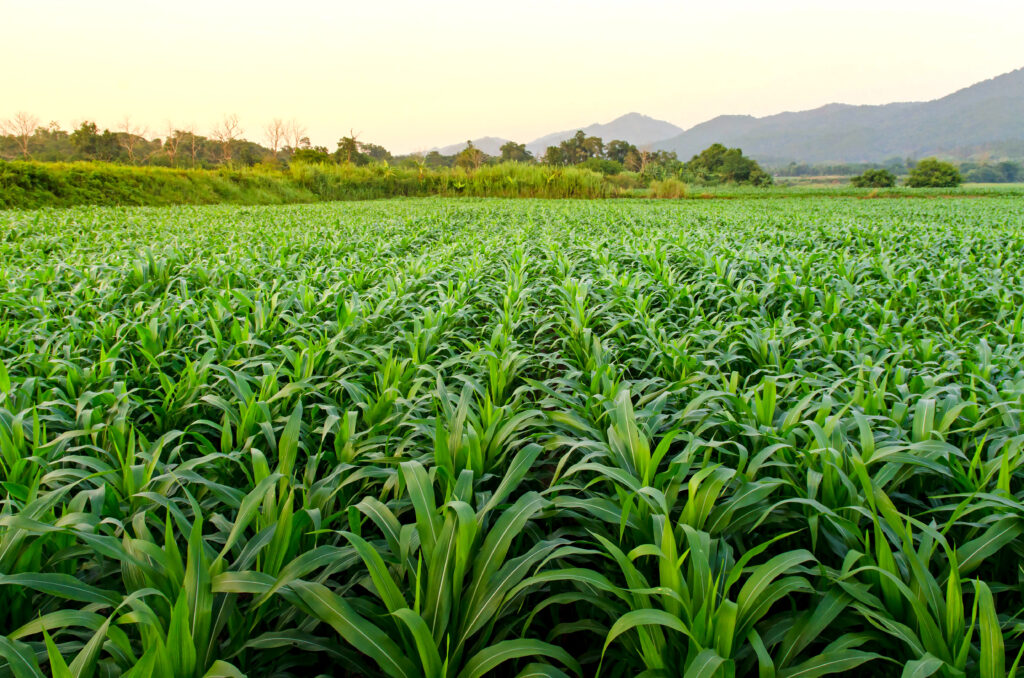 Landscape of corn field