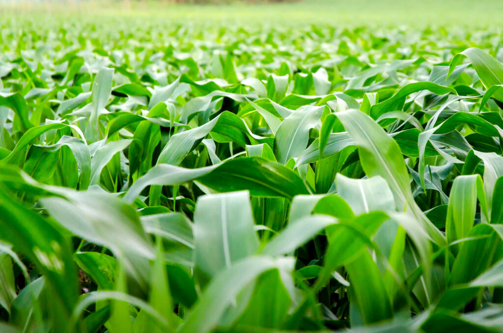 corn field and corn farm