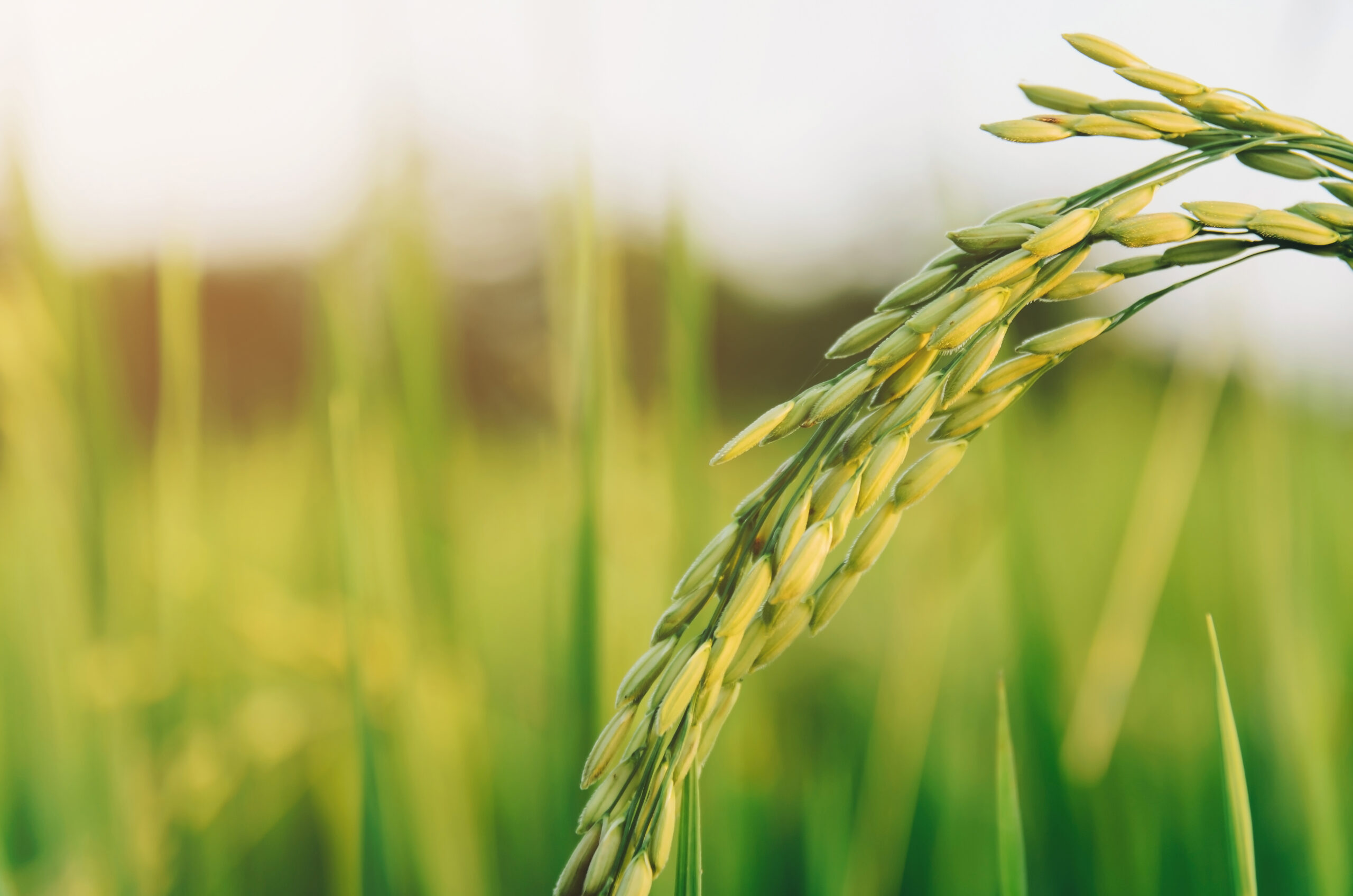 Close up of paddy rice and wallpaper by rice seed in the farm, Organic rice field with green and gold paddy rice, Growing of plant and agriculture with morning or evening light.